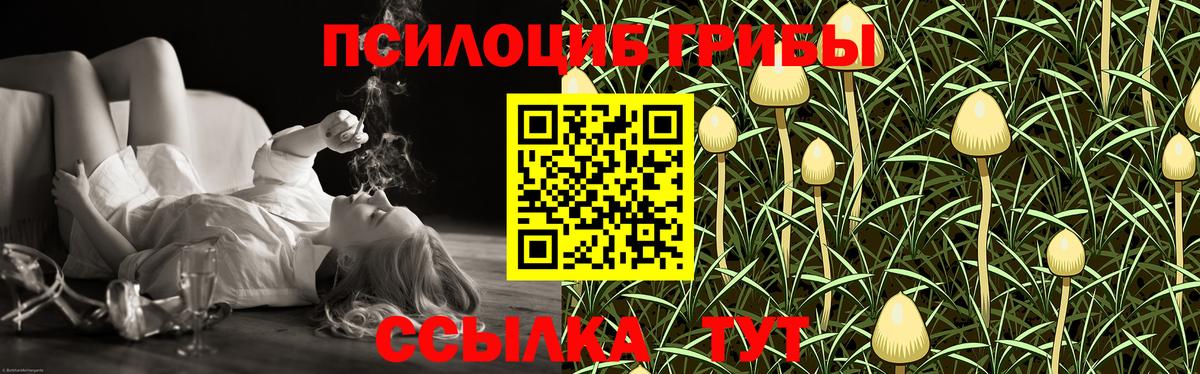 Баксан  купить закладку  Псилоцибиновые грибы Magic Shrooms  Вход с VPN  Псилоцибиновые грибы Psilocybe 